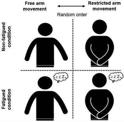 Exploring how arm movement moderates the effect of lower limb muscle fatigue on dynamic balance in healthy youth